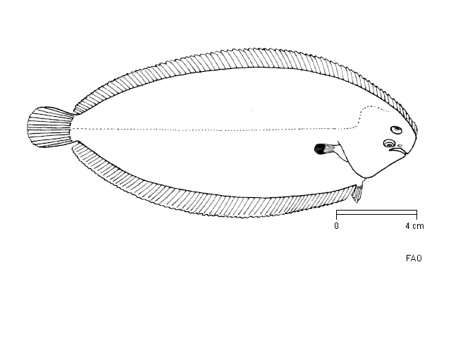 (Solea Quensel, 1806) Род Солеи, Морские языки, Genus Solea Quensel